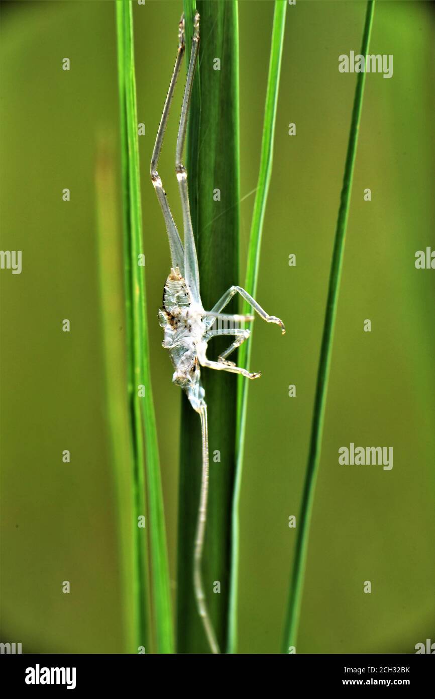 Exoskeleton of a grasshopper. Stock Photo