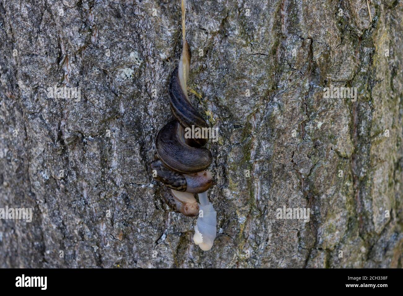 Mating great grey slugs hanging down from tree Stock Photo
