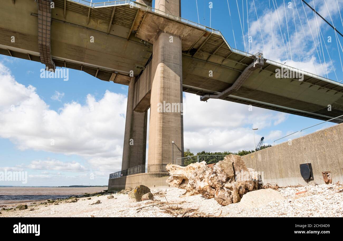 Tree trunk column hi-res stock photography and images - Alamy