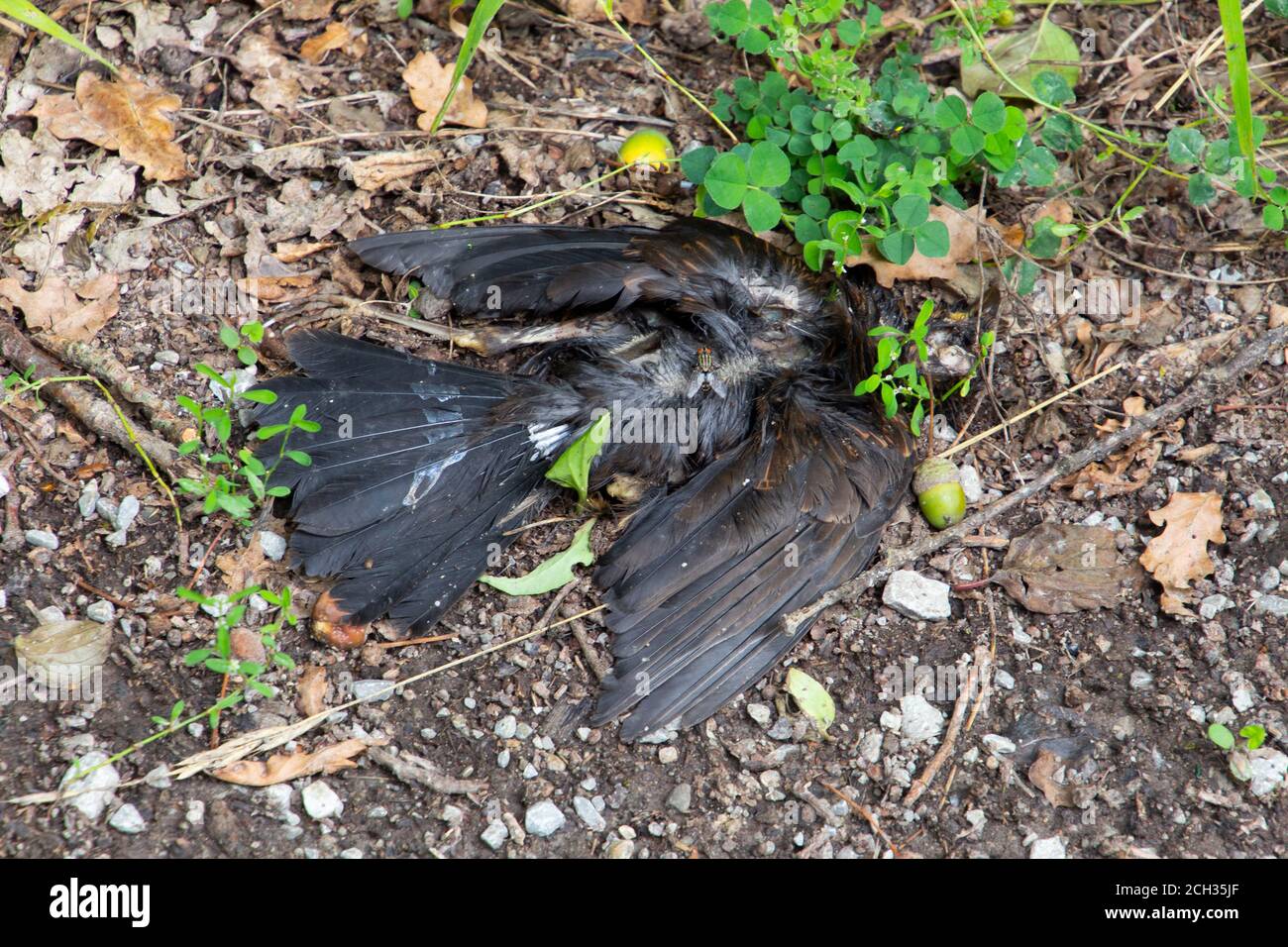 Dead Bird laying on a forest path Stock Photo Alamy