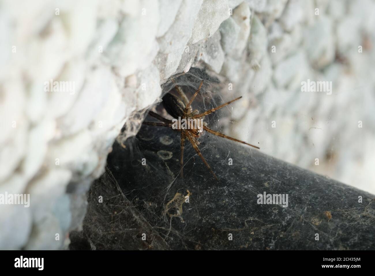 Grass spider (Agelenopsis spp.) with its funnel web built into the post railing hole by the side of a canal, Ottawa, Ontario, Canada. Stock Photo