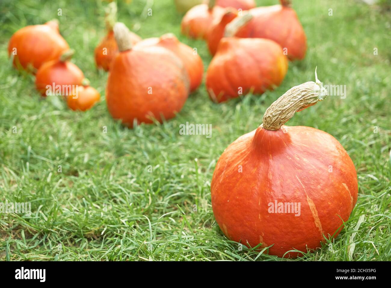 Close up Hokkaido orange pumpkins lie on the green grass. Thanksgiving ...