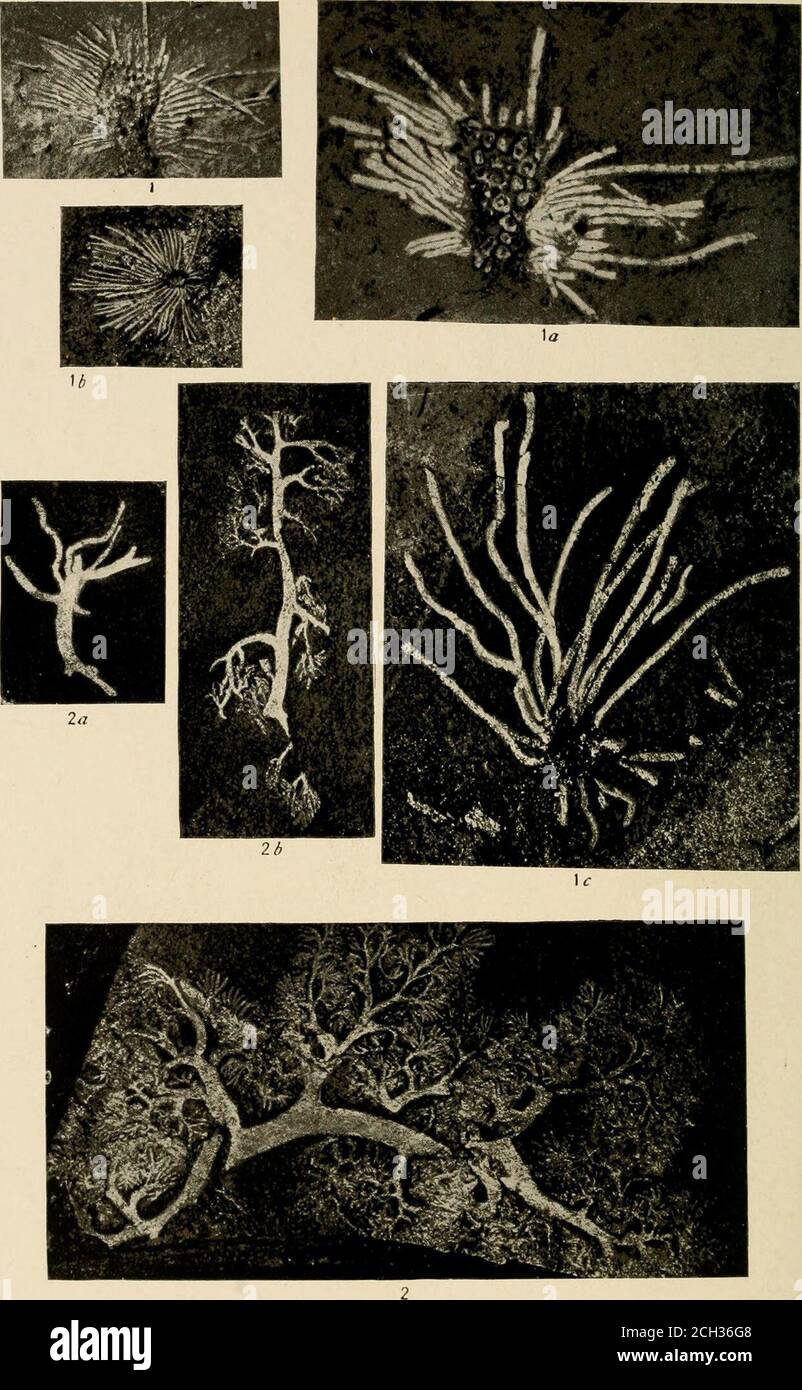 . Smithsonian miscellaneous collections . RECENT ALGAE 1. Nostoc sphaericum Vaucher 2. Nostoc pruniforme (Linn.) Agardh 3. Dasya glbbesii Harvey SMITH80NIAN MISCELLANEOUS COLLECTIONS VOL. 67, NO. 6, PL. 64. 1. Yuknessla simplex Walcott2 Waputikia ramosa Walcott NO. 5 MIDDLE CAMBRIAN ALGAE 255 DESCRIPTION OF PLATE 54 PAGEYUKNESSIA SIMPLEX Wakott 235 Fig. 1. (X2.) Type specimen flattened on the shale. U. S. NationalMuseum, Catalogue No. 35406.*&lt;*. (X 3-) Sketch of specimen illustrated by fig. 1. The specimen represented by figs. 1, 10 is from locality 14s,Middle Cambrian: Ogygopsis zone of th Stock Photo