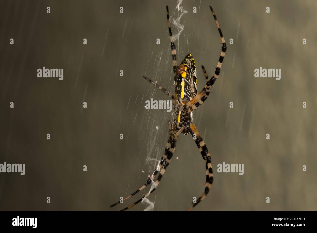 A Black and Yellow Garden Spider, Argiope aurantia, in its web, ventral view Stock Photo