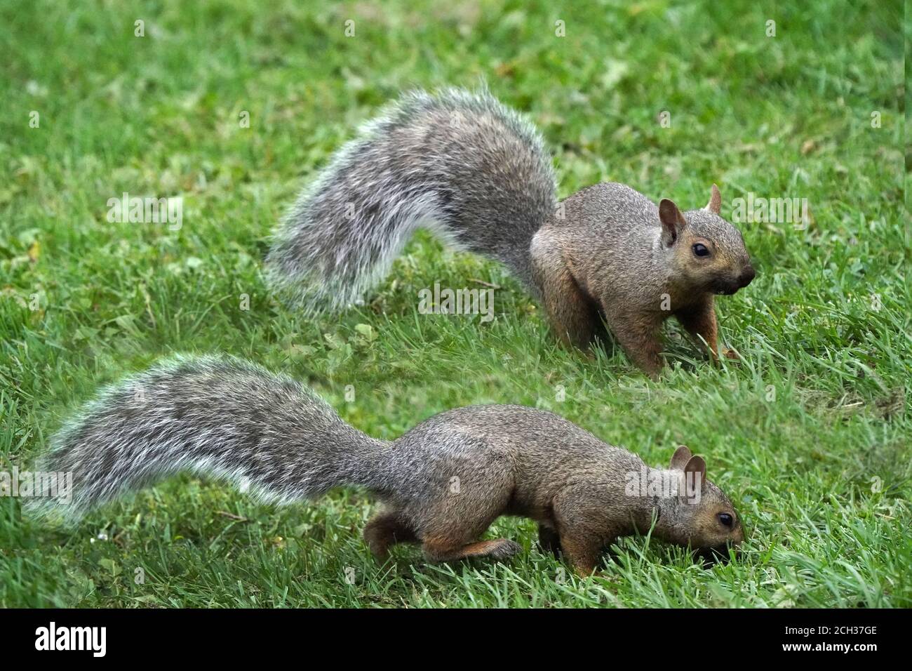 Eastern Grey Squirrels in grass in summer Stock Photo