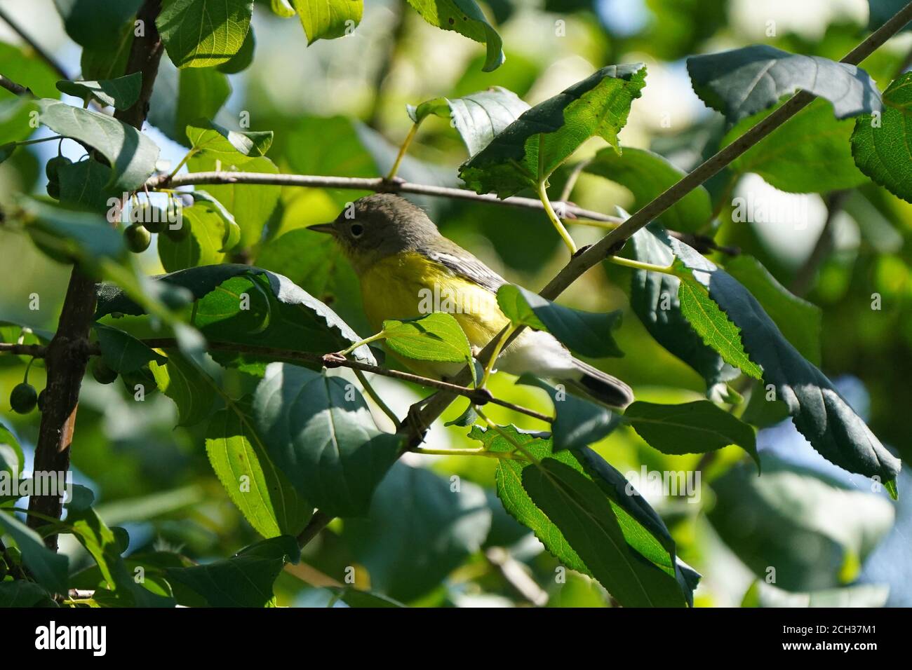 Hopping in trees eating insects hi-res stock photography and images - Alamy
