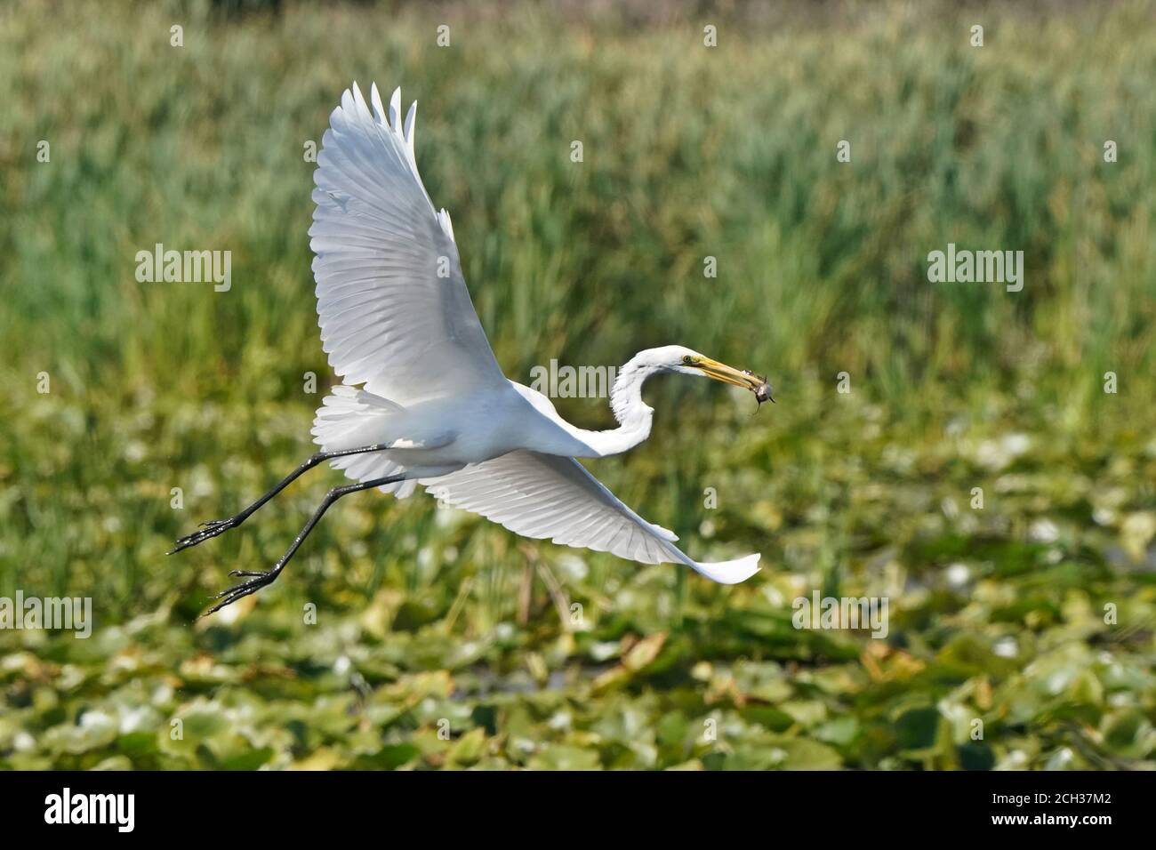Great Egrets in Marsh habitat Stock Photo