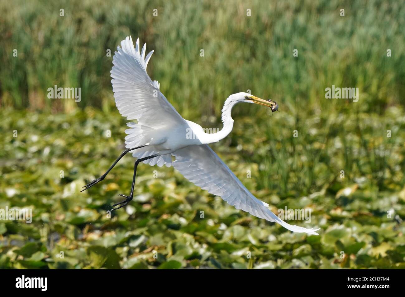 Great Egrets in Marsh habitat Stock Photo