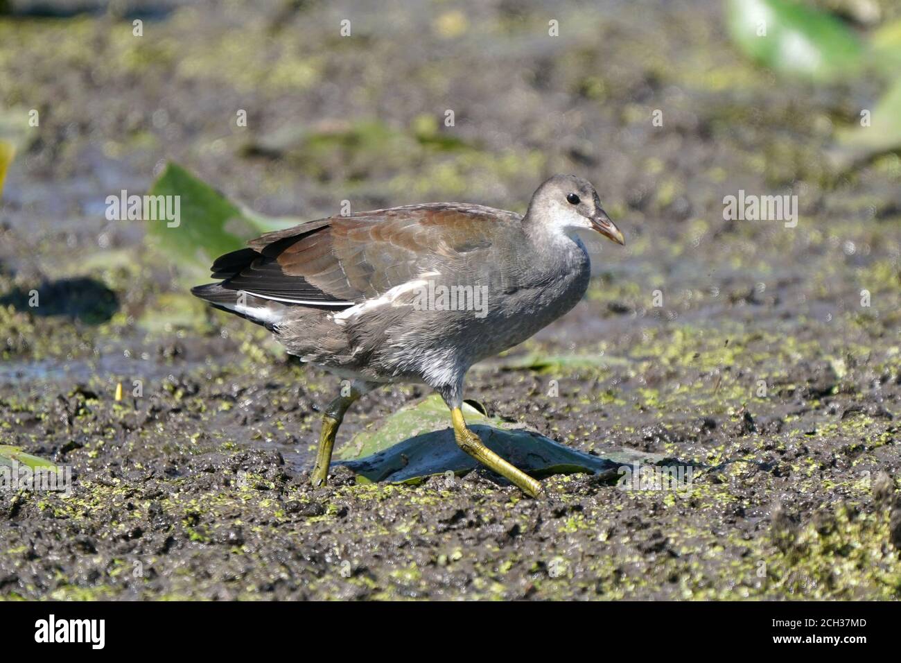 Gallinule chicks at adulthood first year Stock Photo