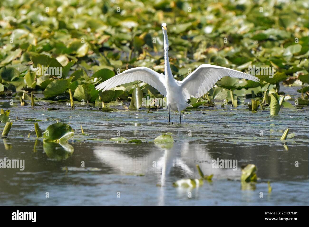 Great Egrets in Marsh habitat Stock Photo