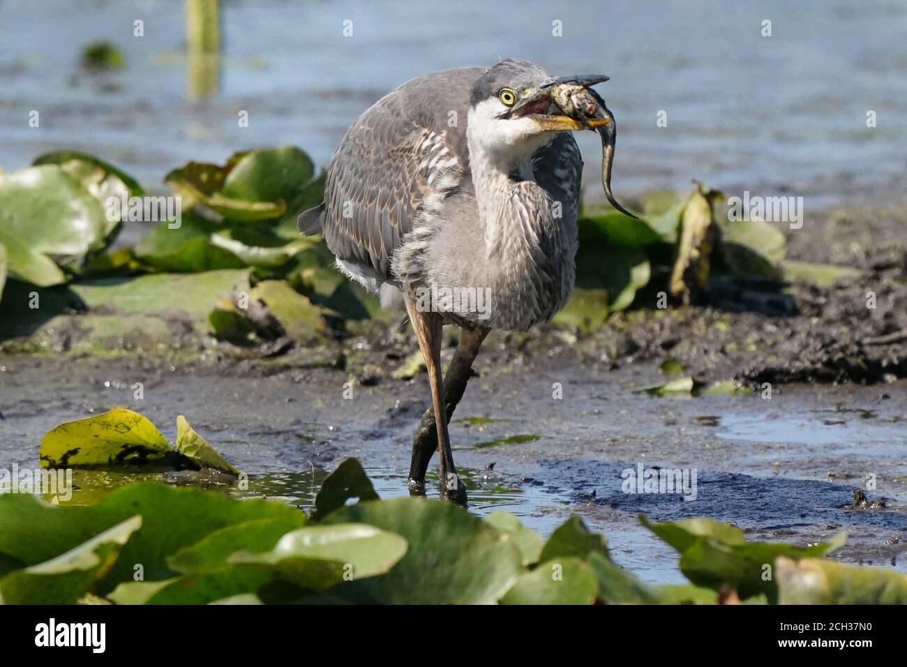 Great Blue Heron in marsh habitat eating catfish Stock Photo