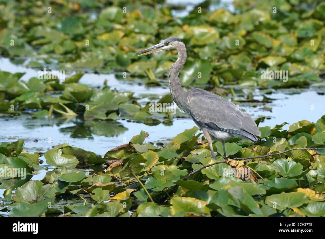 Great Blue Heron in marsh habitat eating catfish Stock Photo