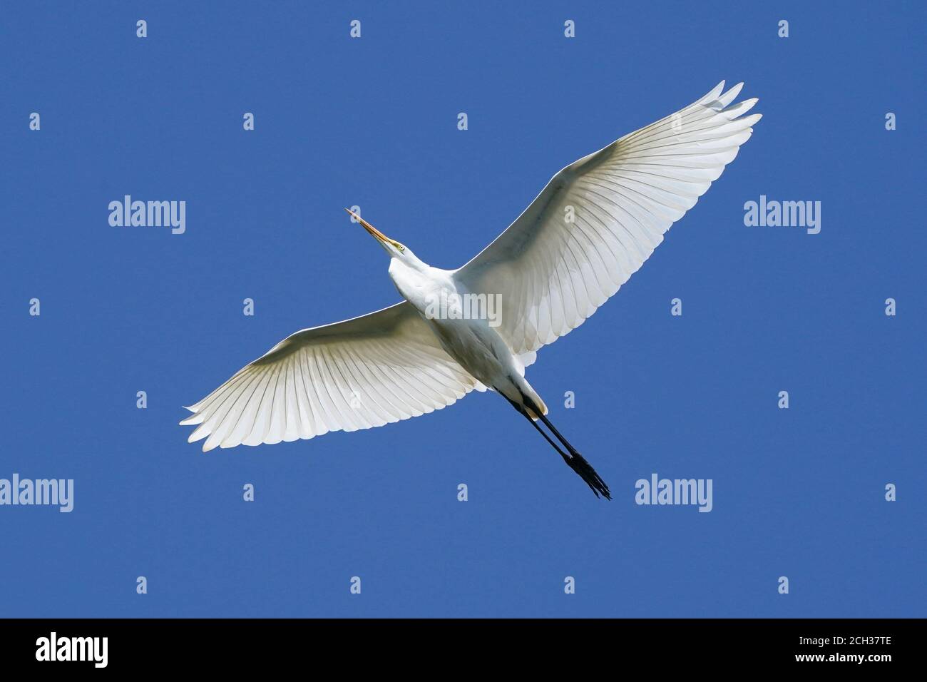 Great Egrets in Marsh habitat Stock Photo