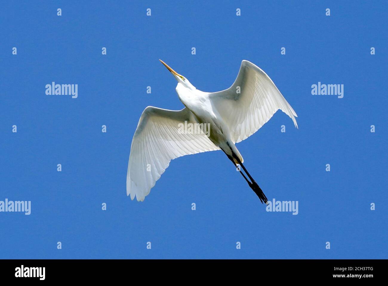 Great Egrets in Marsh habitat Stock Photo