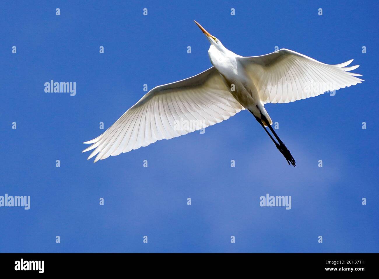 Great Egrets in Marsh habitat Stock Photo