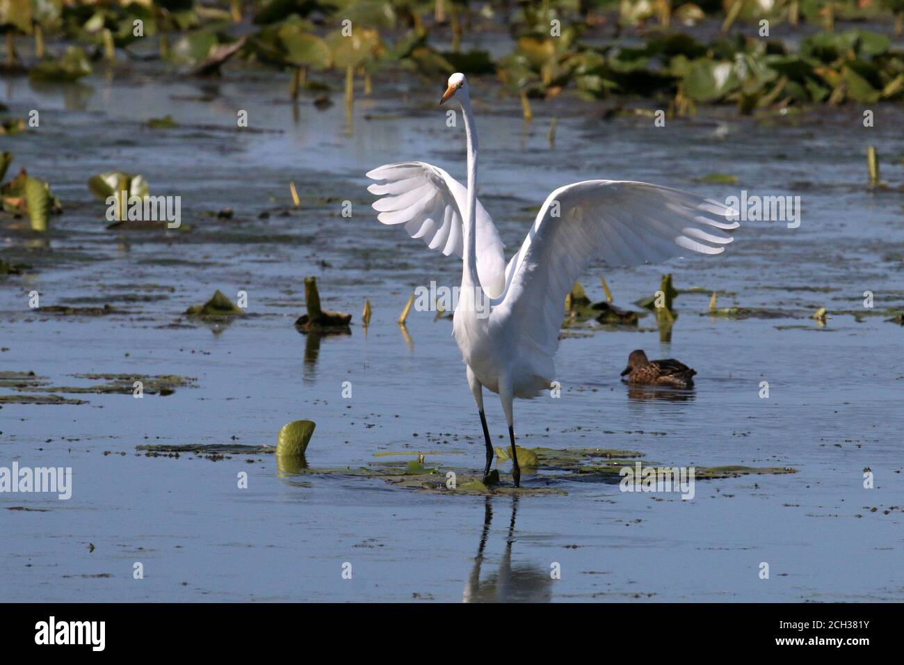 Great Egrets in Marsh habitat Stock Photo