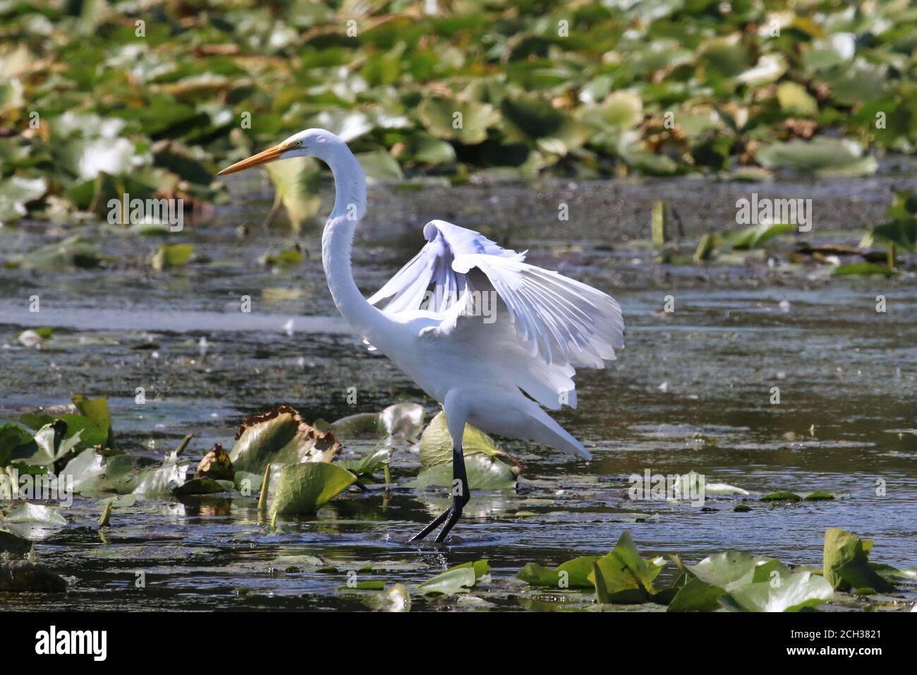 Great Egrets in Marsh habitat Stock Photo