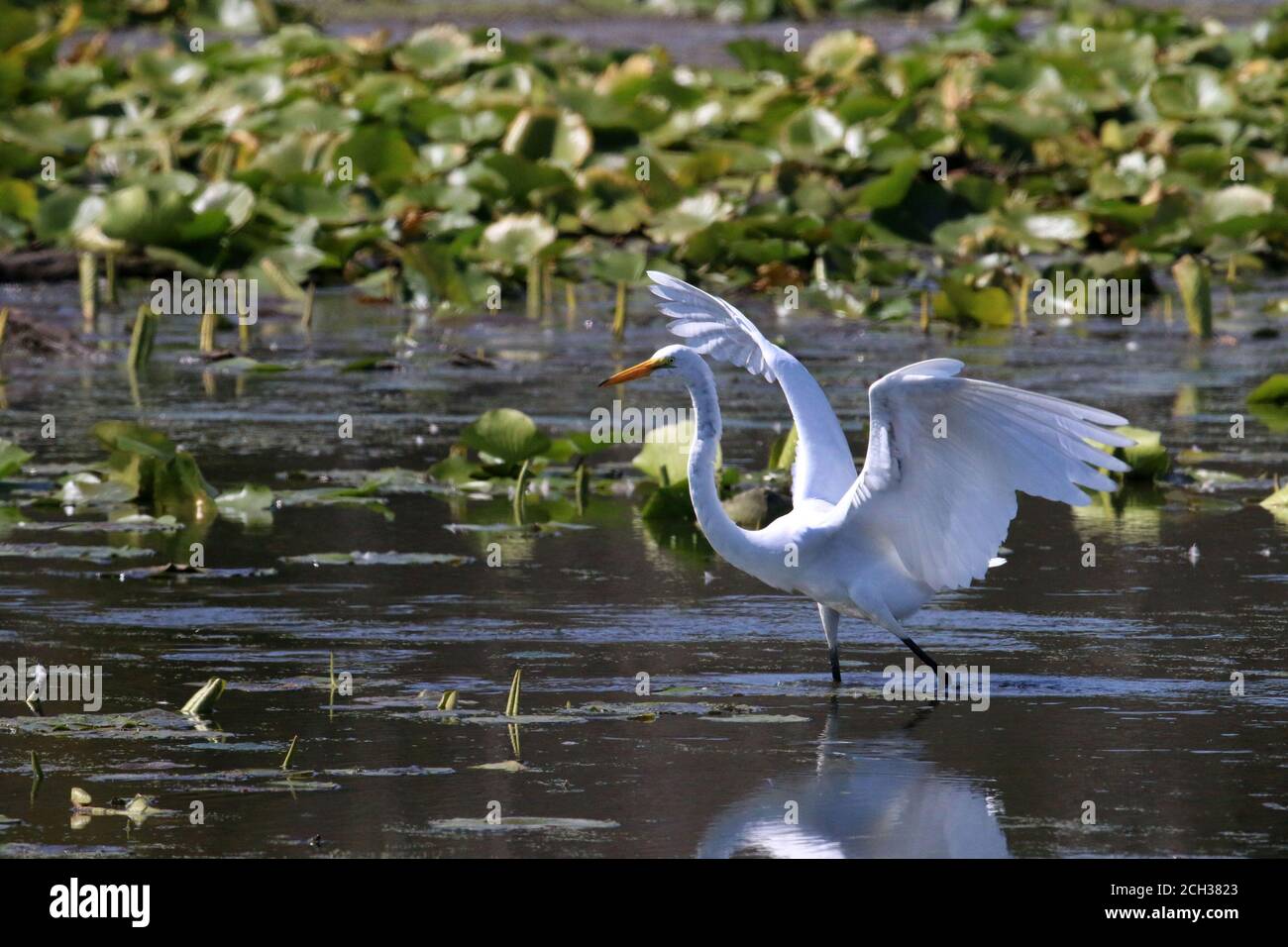 Great Egrets in Marsh habitat Stock Photo