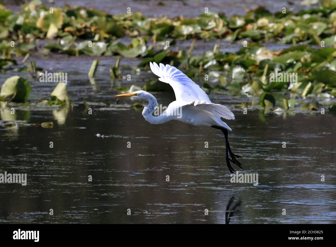 Great Egrets in Marsh habitat Stock Photo