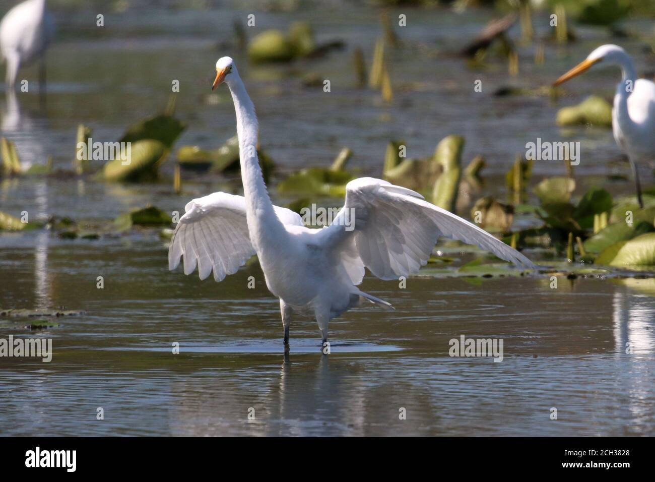 Great Egrets in Marsh habitat Stock Photo