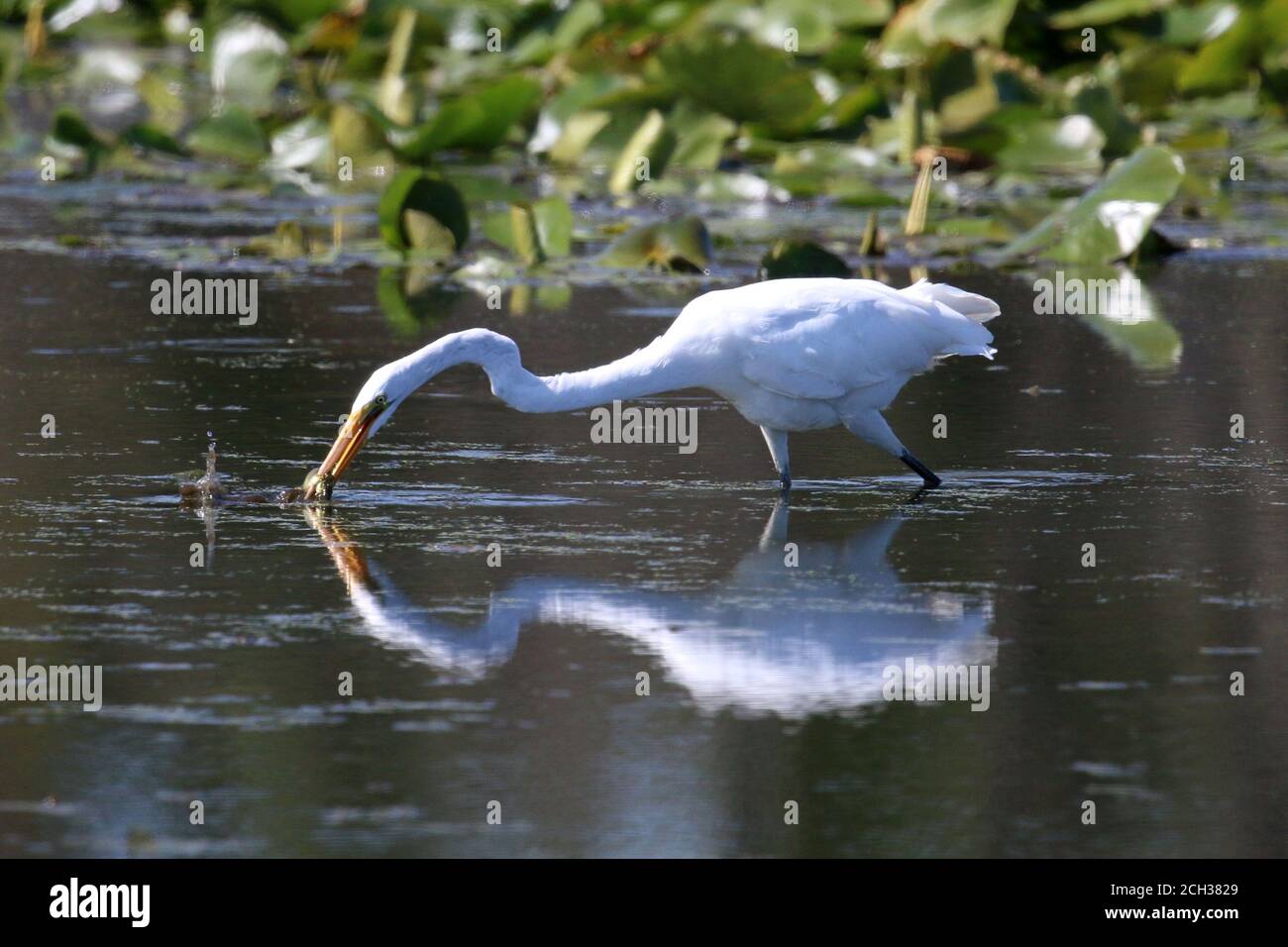 Great Egrets in Marsh habitat Stock Photo