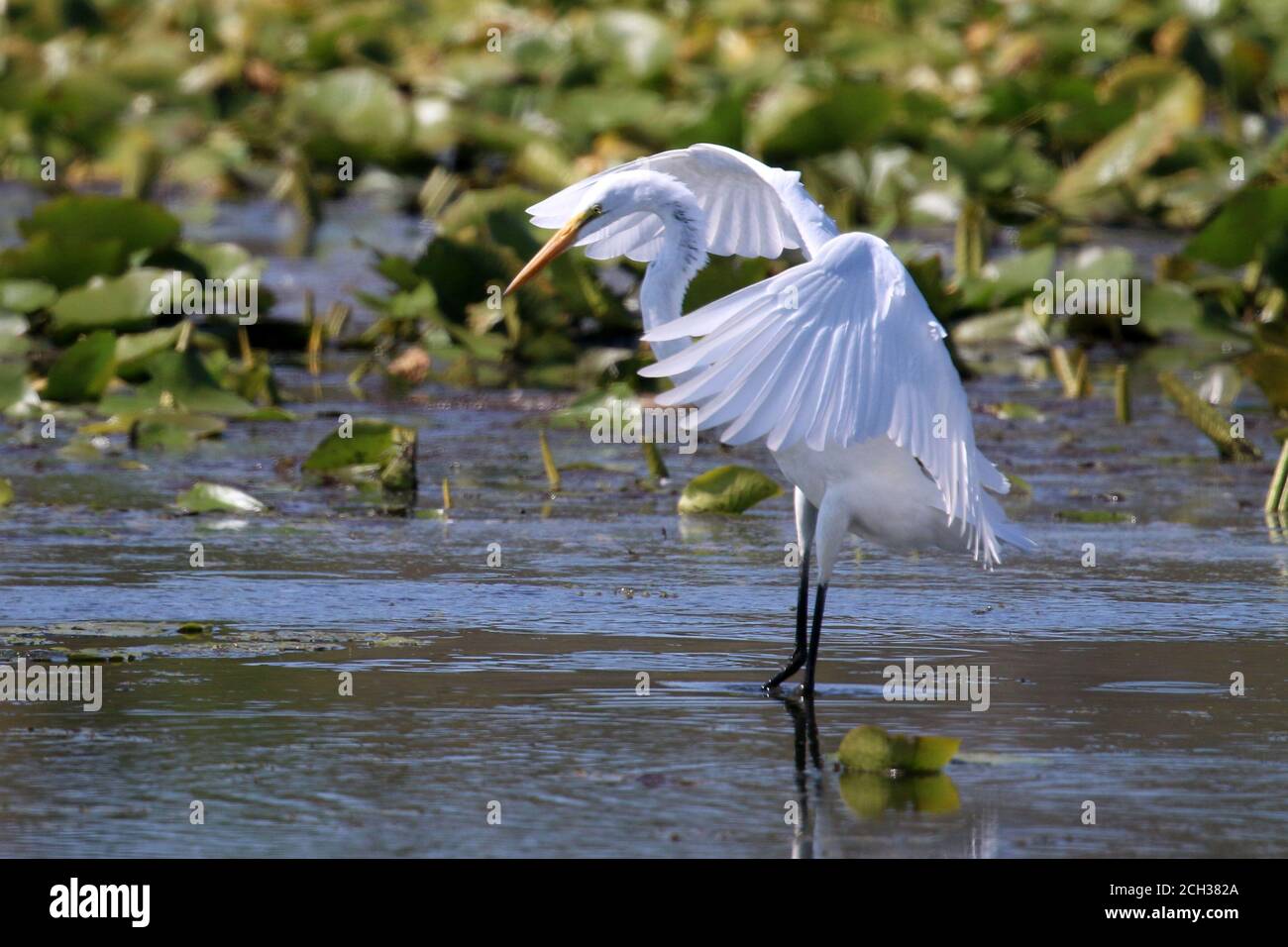 Great Egrets in Marsh habitat Stock Photo
