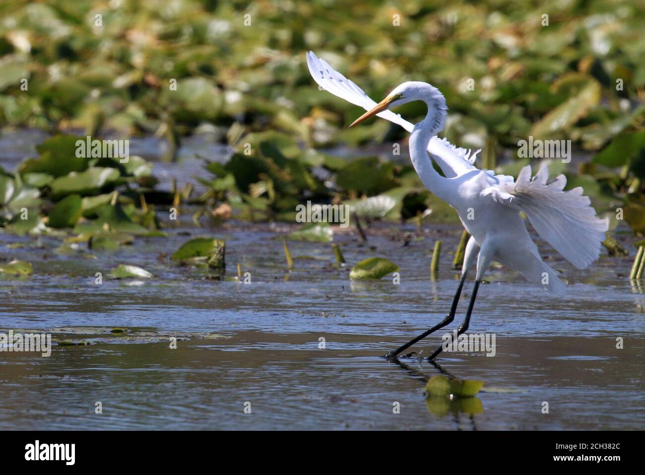 Great Egrets in Marsh habitat Stock Photo