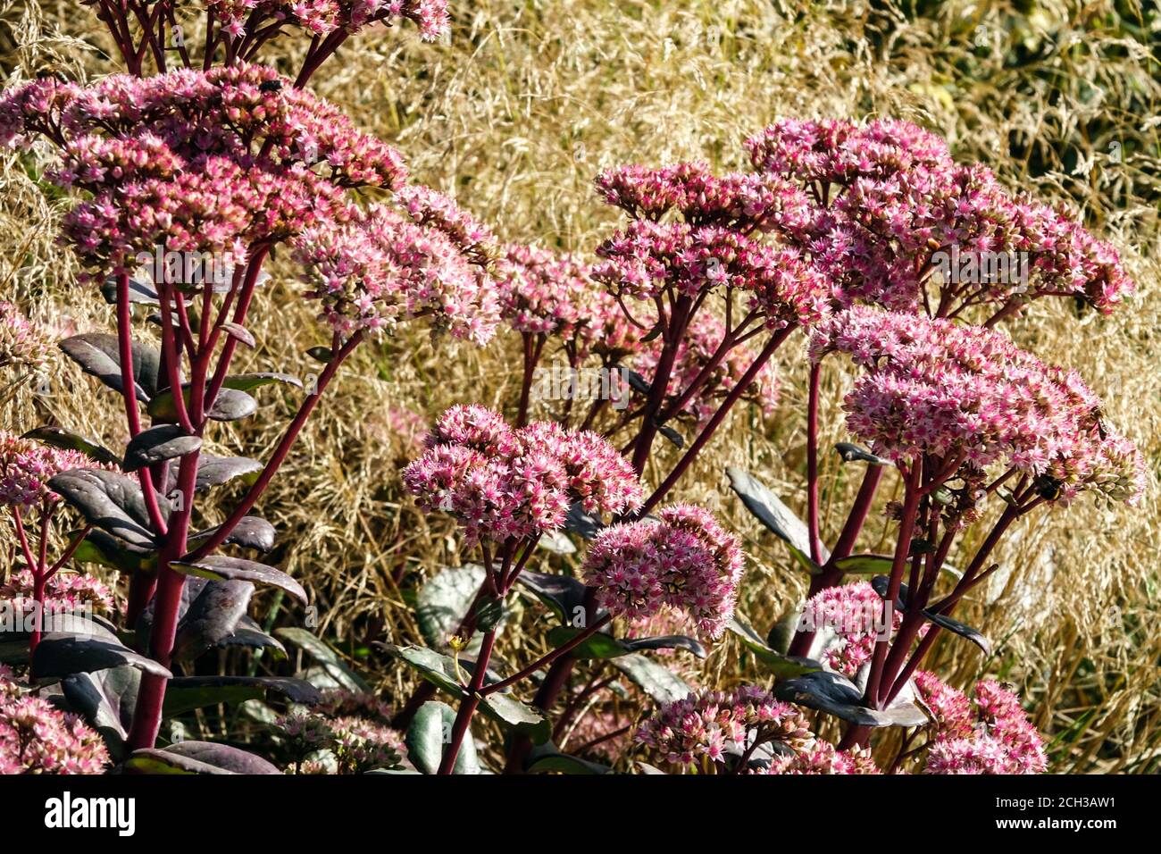 September flowers Sedum telephium Joyce Henderson late summer Stock Photo