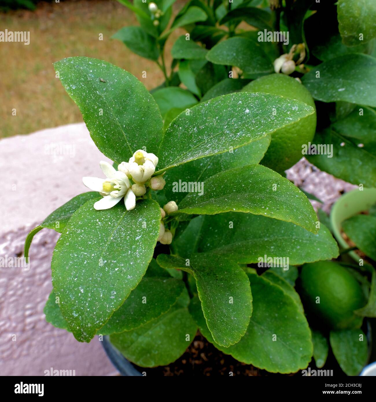 Plant leaves covered with wind blown ashes from the 2020 Northern