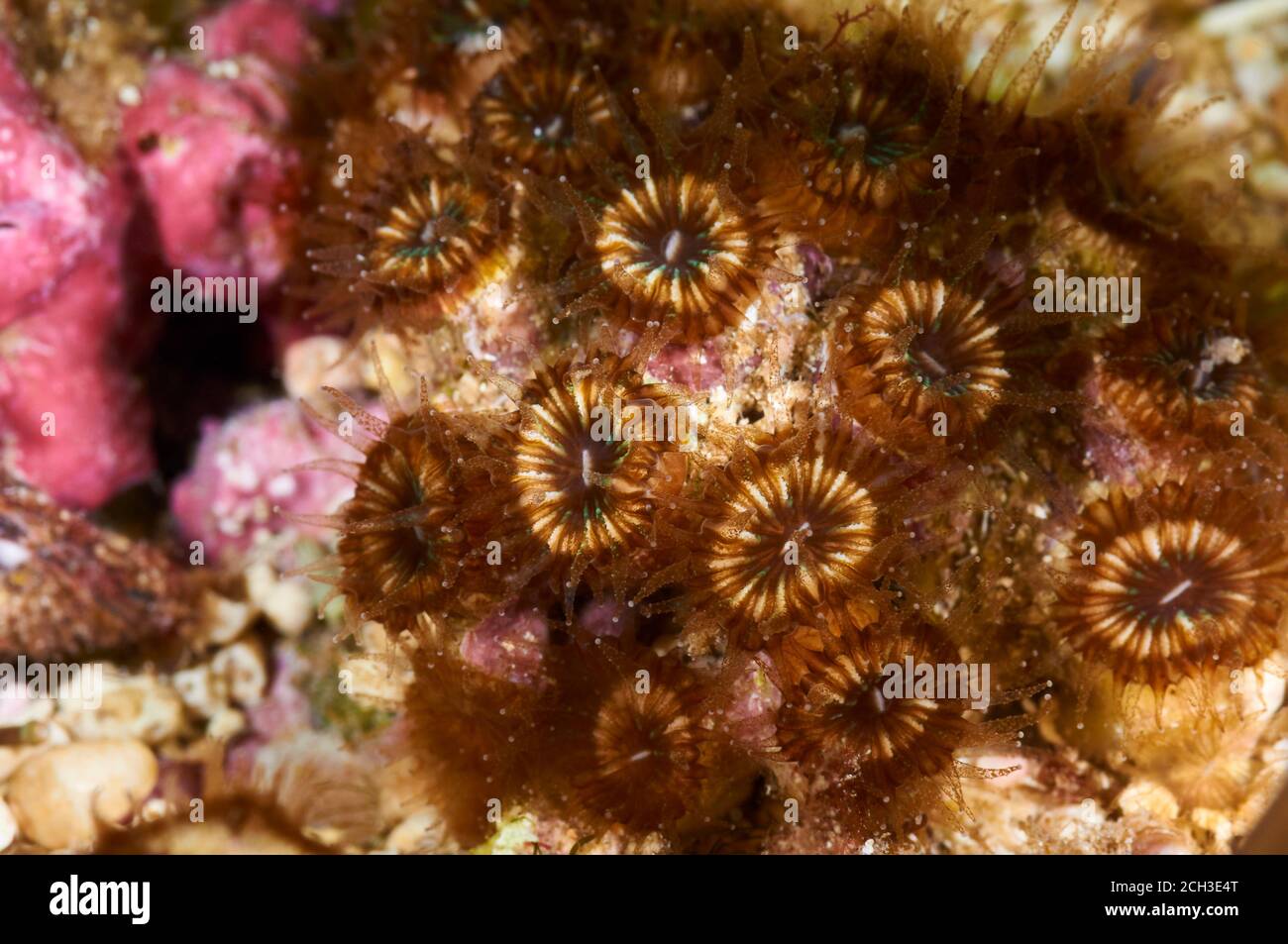 Underwater closeup of a stony coral Polycyathus muellerae colony in Ses Salines Natural Park (Formentera, Balearic Islands, Mediterranean sea, Spain) Stock Photo