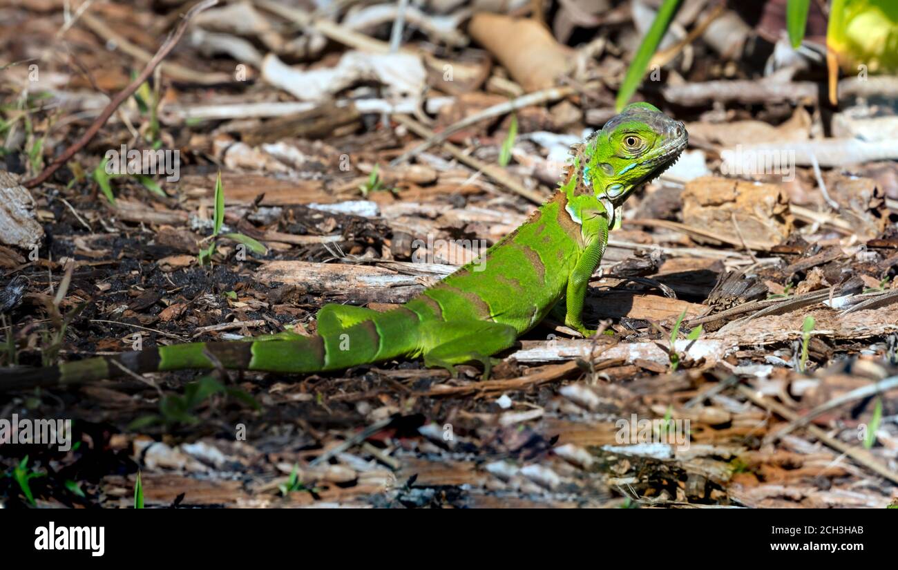 Green iguana crawls on the forest floor, Fort Lauderdale, Florida, USA Stock Photo