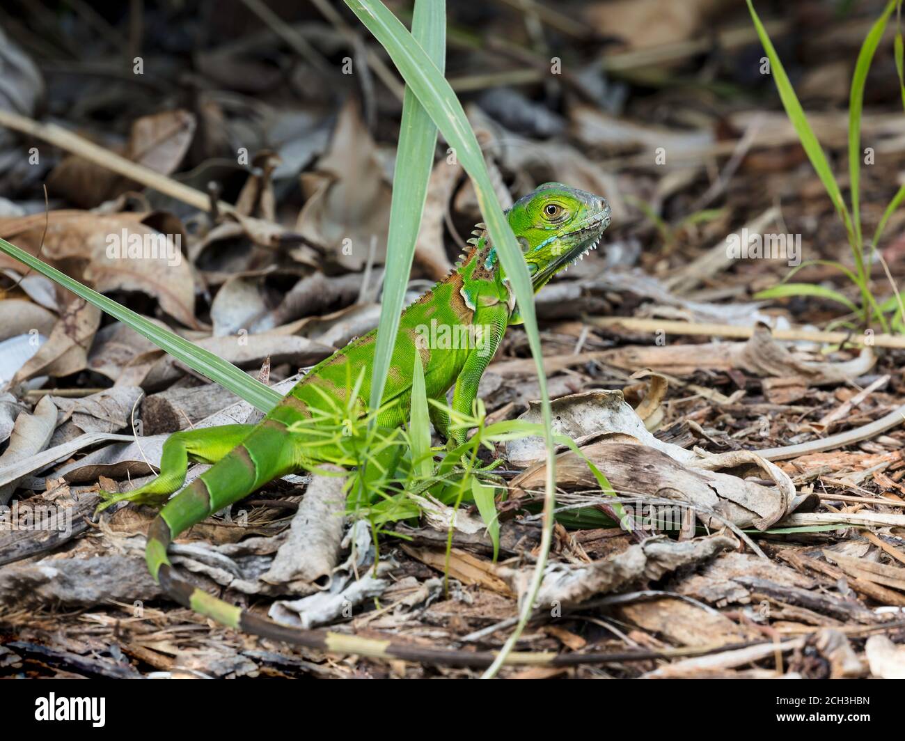 Green iguana crawls on the forest floor, Fort Lauderdale, Florida, USA Stock Photo