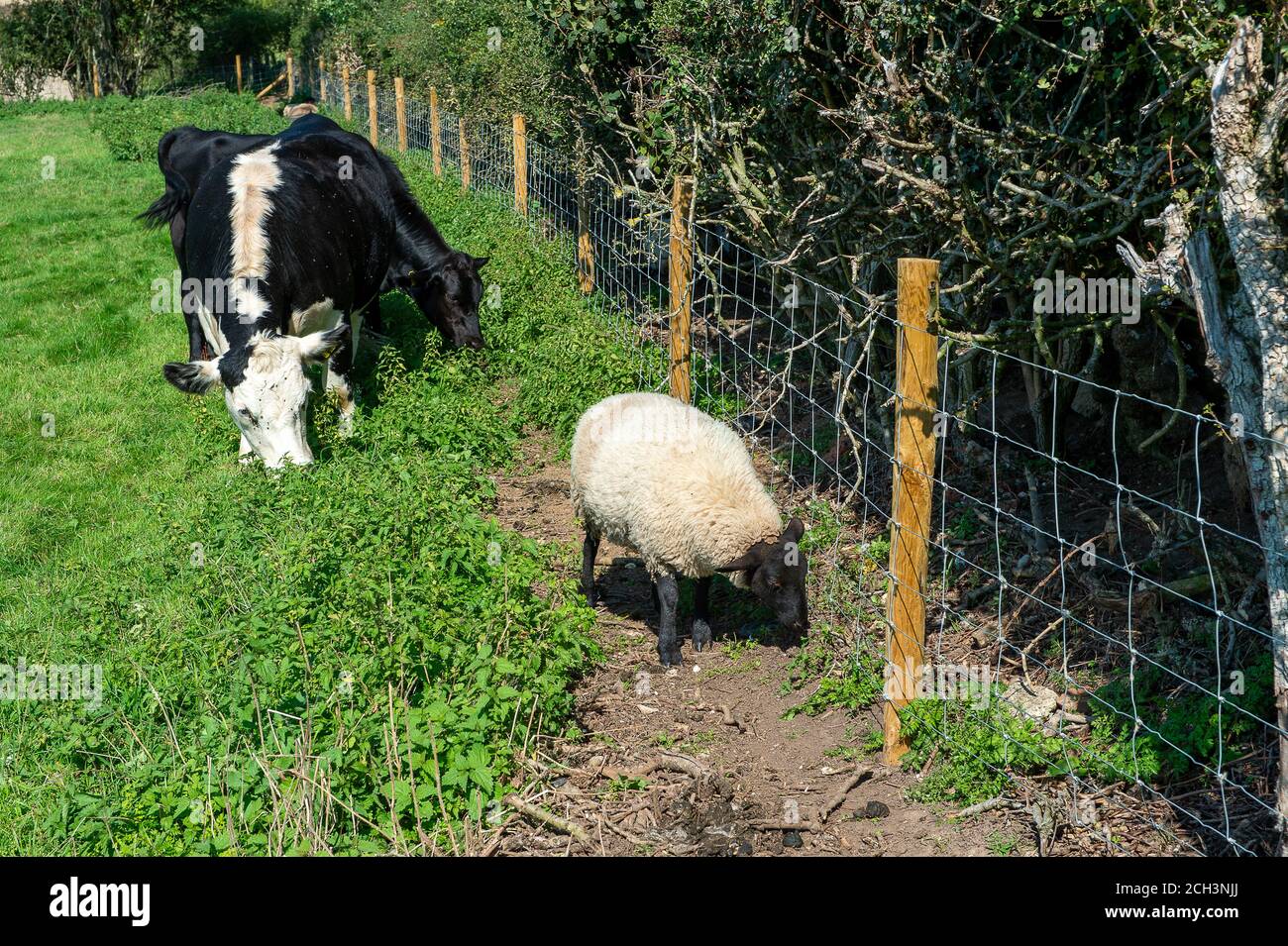 Wendover Dean, Aylesbury Vale, Buckinghamshire, UK. 13th September