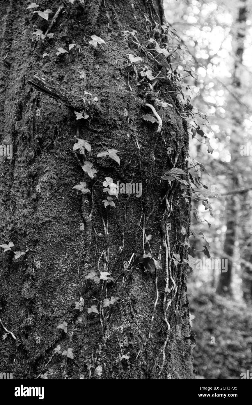 A monochrome image of a moss and ivy covered tree Stock Photo
