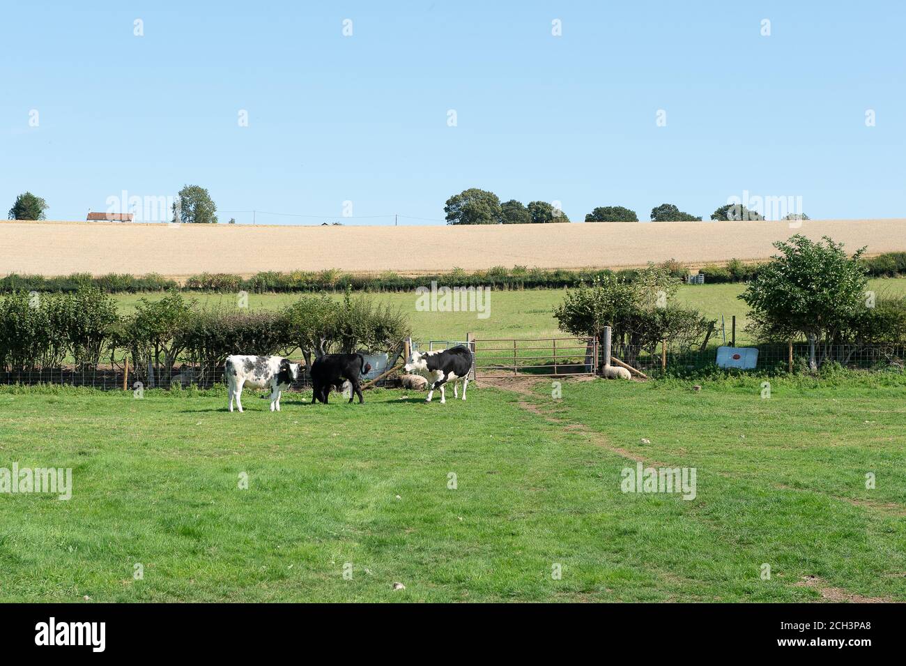 Wendover Dean, Aylesbury Vale, Buckinghamshire, UK. 13th September