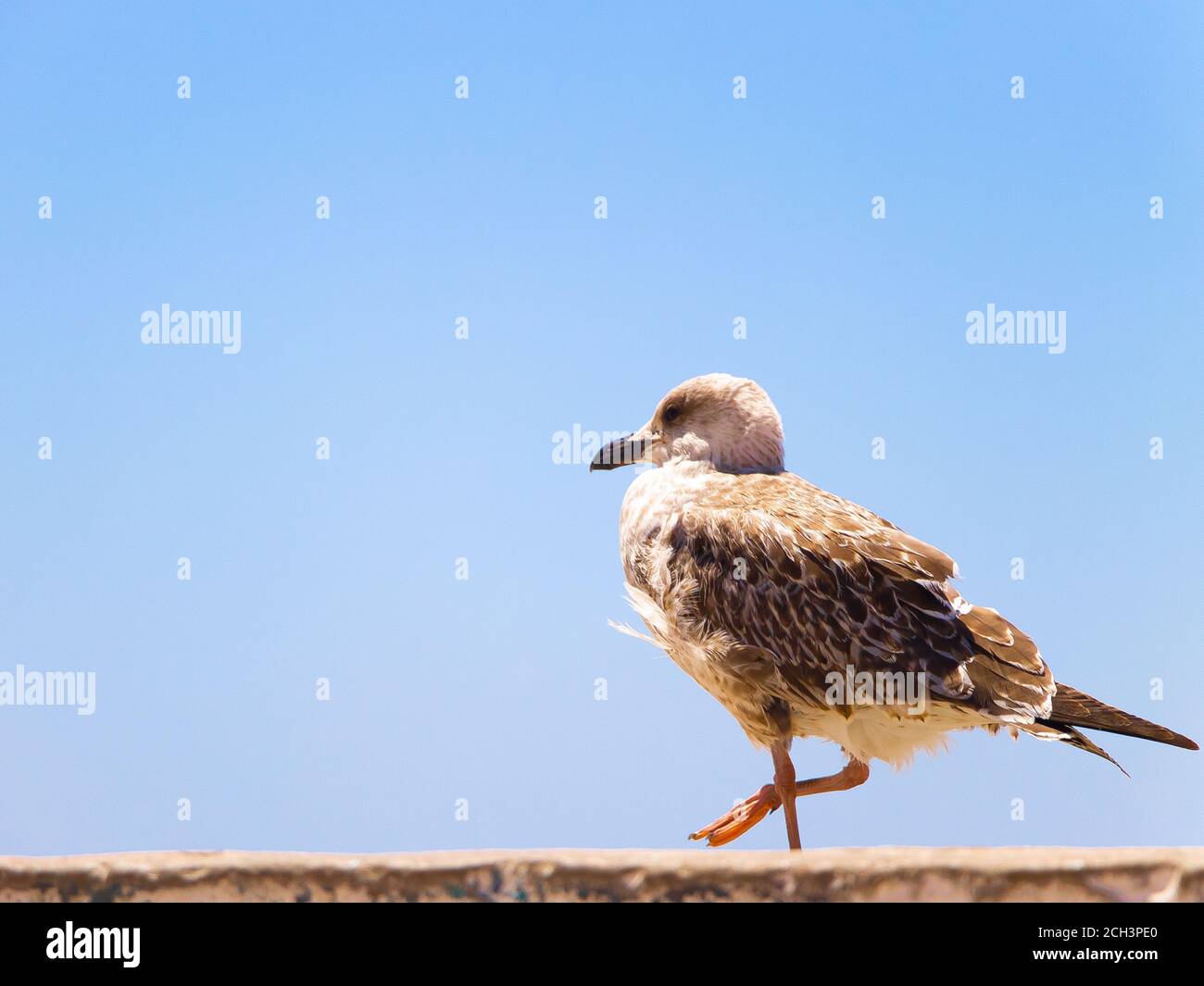 Crossed legs seagull, looking left Stock Photo