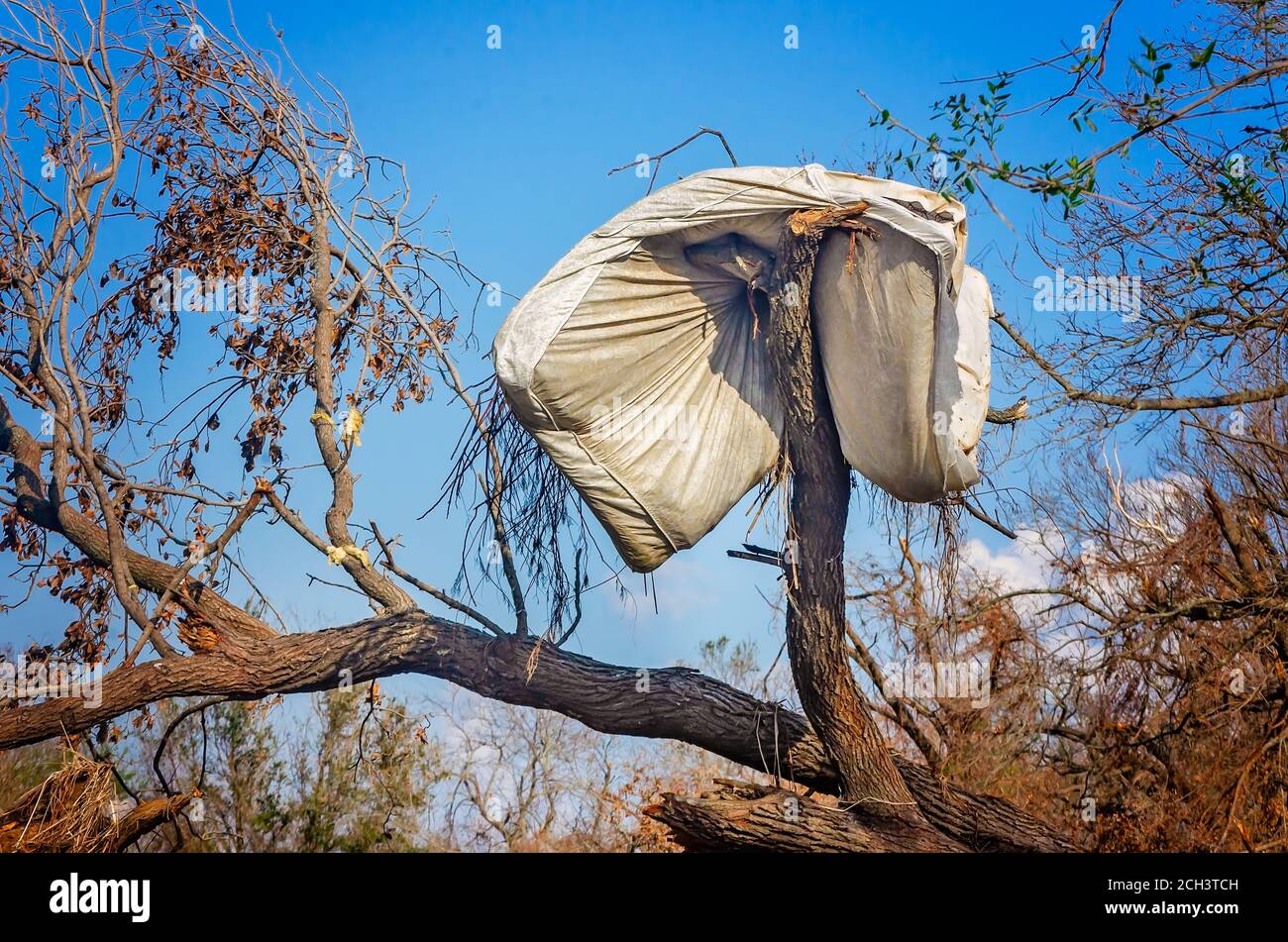 A mattress hangs from a tree after Hurricane Laura, Sept. 11, 2020, in Cameron, Louisiana. The town sustained heavy damage in the hurricane. Stock Photo