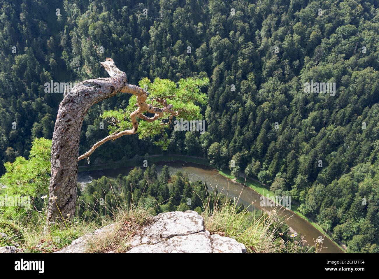 Famous pine tree on the summit of Sokolica mountain leaning to the gorge of Dunajec river in Pieniny mountains, southern Poland Stock Photo