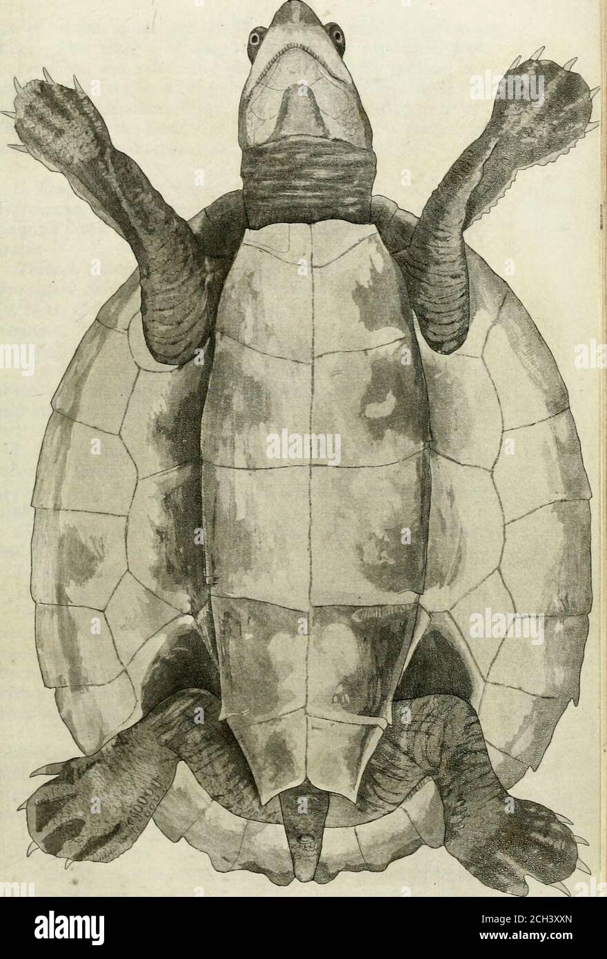 . Synopsis reptilium : or short descriptions of the species of reptiles. Part I., Cataphracta. Tortoises, crocodiles, and enaliosaurians . EMYS. 21 one of which, given me by Mr. Bell, I kept alive for sometime. The margin of the shell is much expanded, andrecurved on the sides, and sharply but simply toothed be-hind. The sternum is pale blackish speckled, and theshields finely blackish rayed, rounded and crenated in front.The keel and the large size of the areola of the specimenswould doubtless disappear as the animal grew older. 3. Emys Spengleri, [Spenglers Terrapin.)—Testaoblongadepressa pa Stock Photo