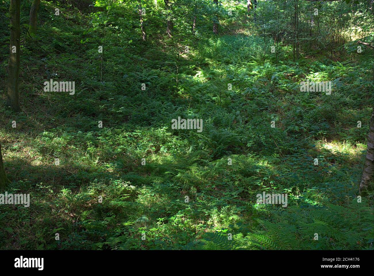 background of english ferns Stock Photo