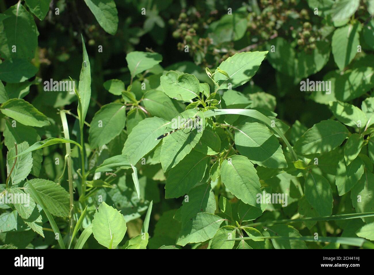 concrete angel on a blue bench Stock Photo Alamy