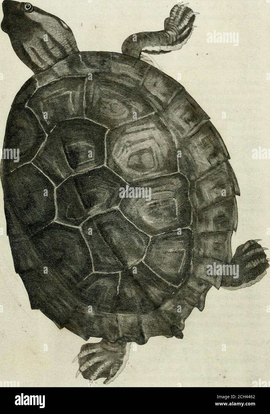 . Synopsis reptilium : or short descriptions of the species of reptiles. Part I., Cataphracta. Tortoises, crocodiles, and enaliosaurians . usca dorso obtuse carinato,margine explanato acute dentato, areolis punctatis spiniscentralibus armatis, sterno pallide fusco brunneo radiato. Eniys spinosa, Bell. Mss. (v. Mus. Nost.) Gray, lUust.Ind. Zool. ii. t. f. 1. Habit, apud Penang. Capt. Hay, A large species only known from two specimens in a veryyoung state, 4|- inches long and broad. The back is fur-nished with a broad flattened central keel, and the margin isdeeply dentated and serrated all roun Stock Photo