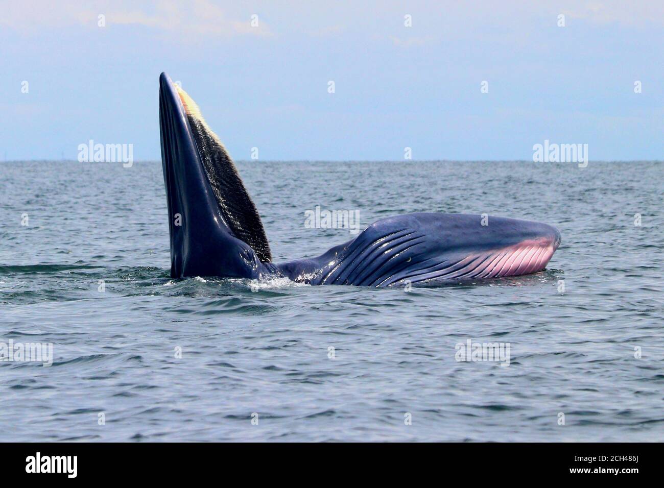 Bryde's whale or Eden's whale in gulf of Thailand Stock Photo - Alamy