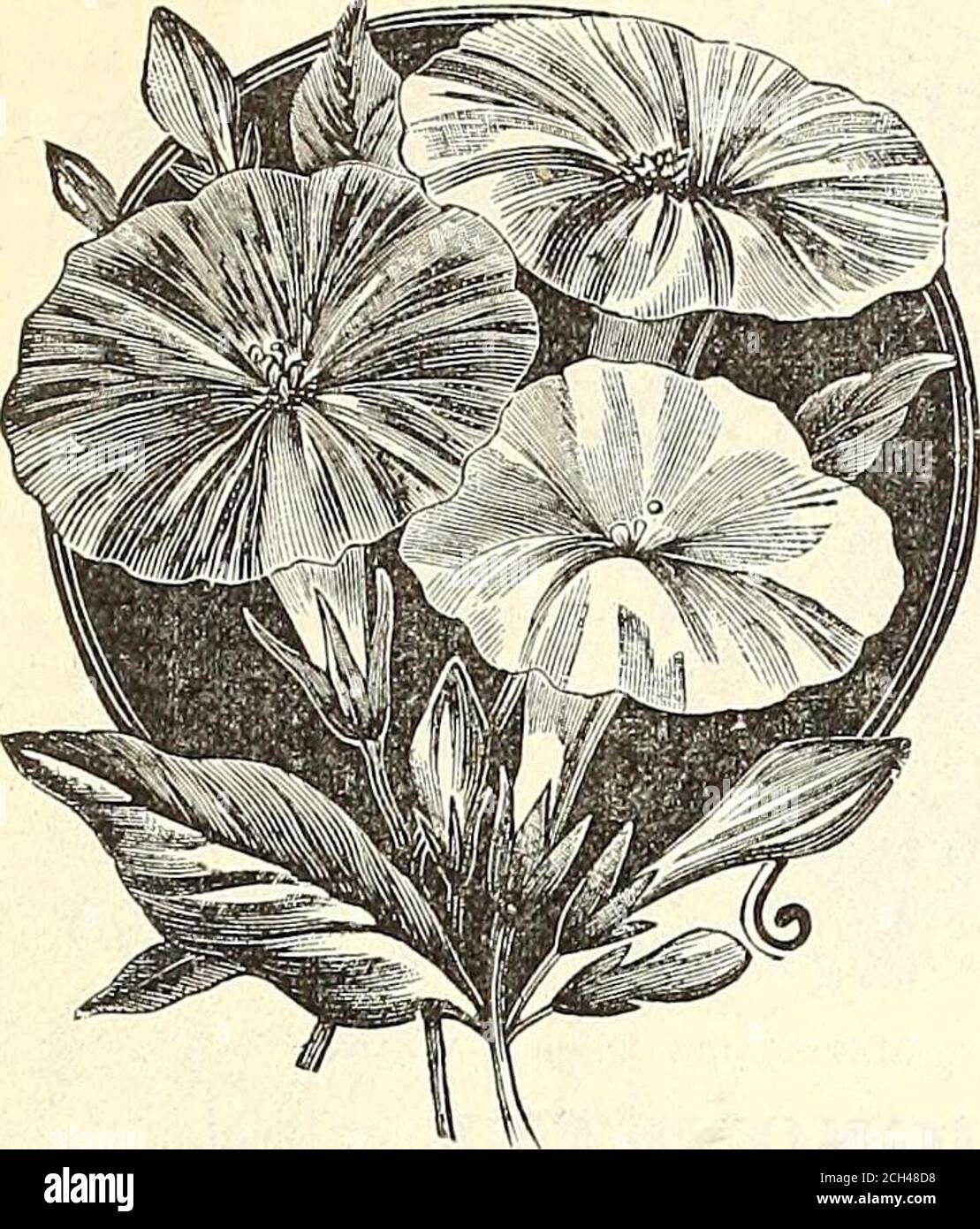 . Dreer's garden 1902 calendar . 87. LOPHOSPERMUM. ^^^^^^ 3041 Scandens. Highly ornamental annual climber,with showy, rosy-purple foxglove-like flowers; 10feet 10 I^UPINUS. 3050 nixed Annua). Orna-mental f y e e-Howering,easily-grown annual,with long, gracefulspikes of rich and vari-ous-colored pea-shapedflowers; valuable formixe&lt;l flower bordersand beds ; 2 feet. Peroz., 25 cts 5 Marvel op Peru. I.YCHNIS. Handsome plants of easyculture, growing in any rich gar-den soil; for massing in beds andborders, blooming the first year ifsown early; hardy perennials. 3061 Chalcedonica (Rose Campion, Stock Photo