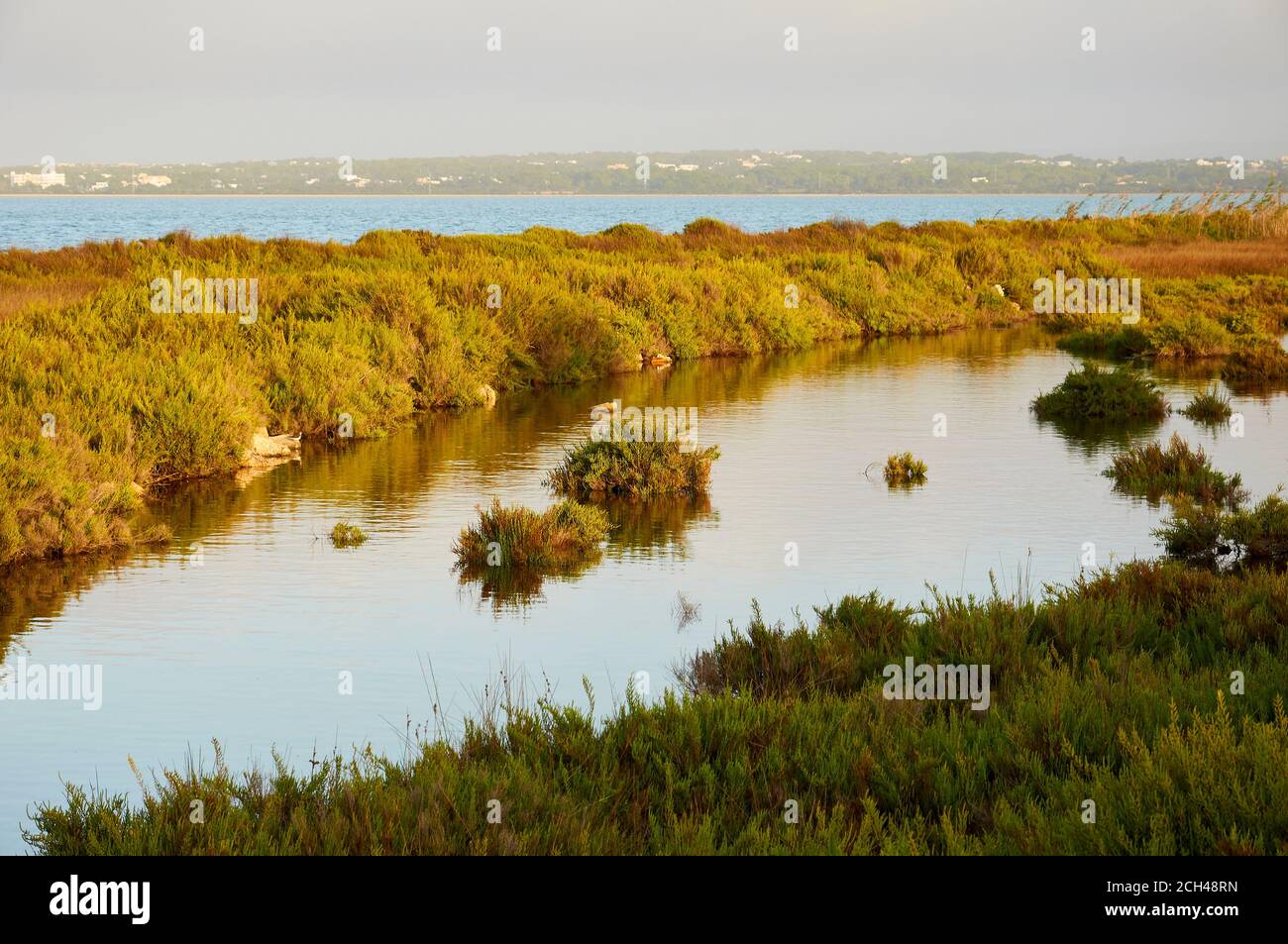 Estany Pudent marine lagoon with Salicornioideae vegetation in Ses Salines Natural Park (Formentera, Balearic Islands, Mediterranean Sea, Spain) Stock Photo