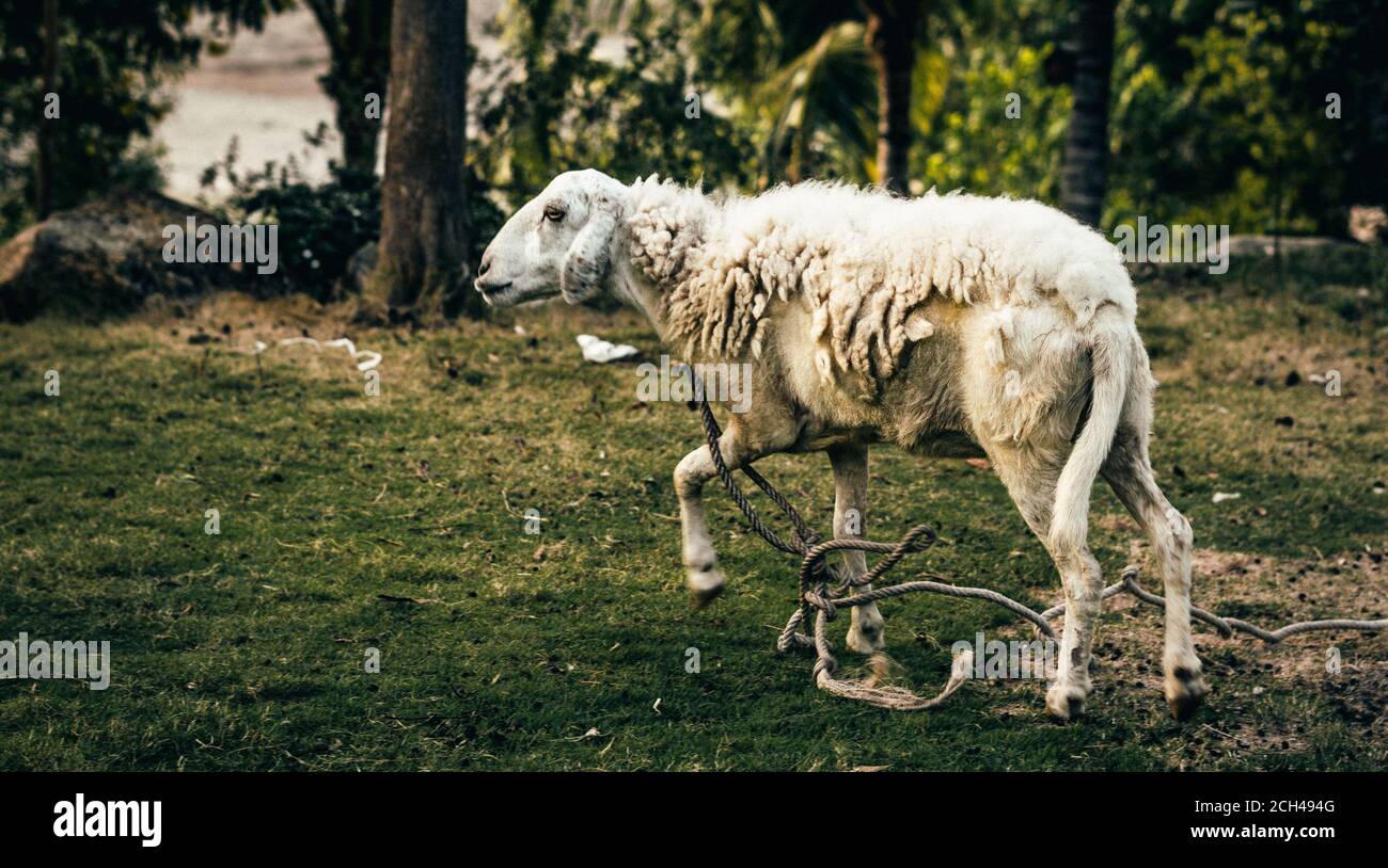White Sad muzzle shabby sheep on a leash rope on green grass background