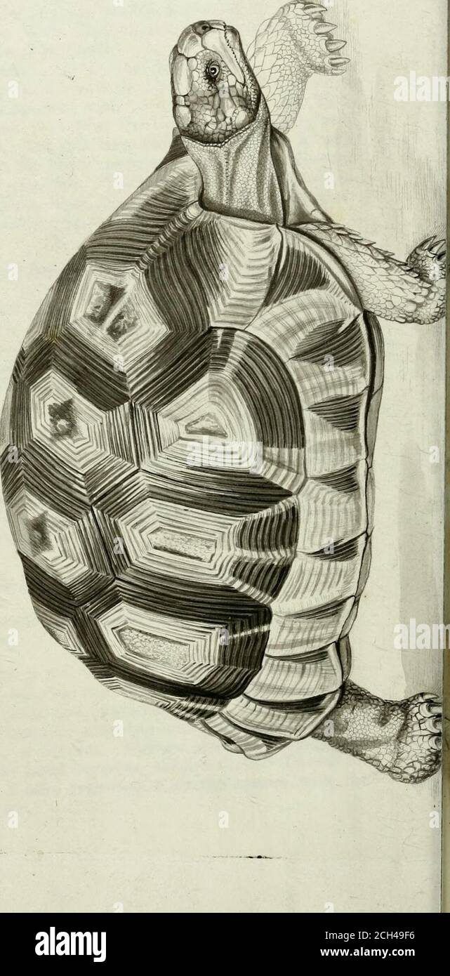 . Synopsis reptilium : or short descriptions of the species of reptiles. Part I., Cataphracta. Tortoises, crocodiles, and enaliosaurians . r. Phys. xvi. t. 3, cop. Cuv.Os. Fos. t. 13, f. 9—11. Fossil, Gypsum Rock Aix, considered as fossil humanheads; breadth six, hei-ht seven inches. Test. Neraudii, Tortue de L Isle de France. Cuv. Os.Fos. V. 248. t. 15, f. 17, (humerus) f. 18 (tibia). Fossil, in the volcanic deposits of the Isle of France. Testudo squamata, Daud., from Bontius n. 82, is certainlya species of Manis, of which lUiger has formed a genus, underthe name of Pamphractus. Gen. 2. CHER Stock Photo