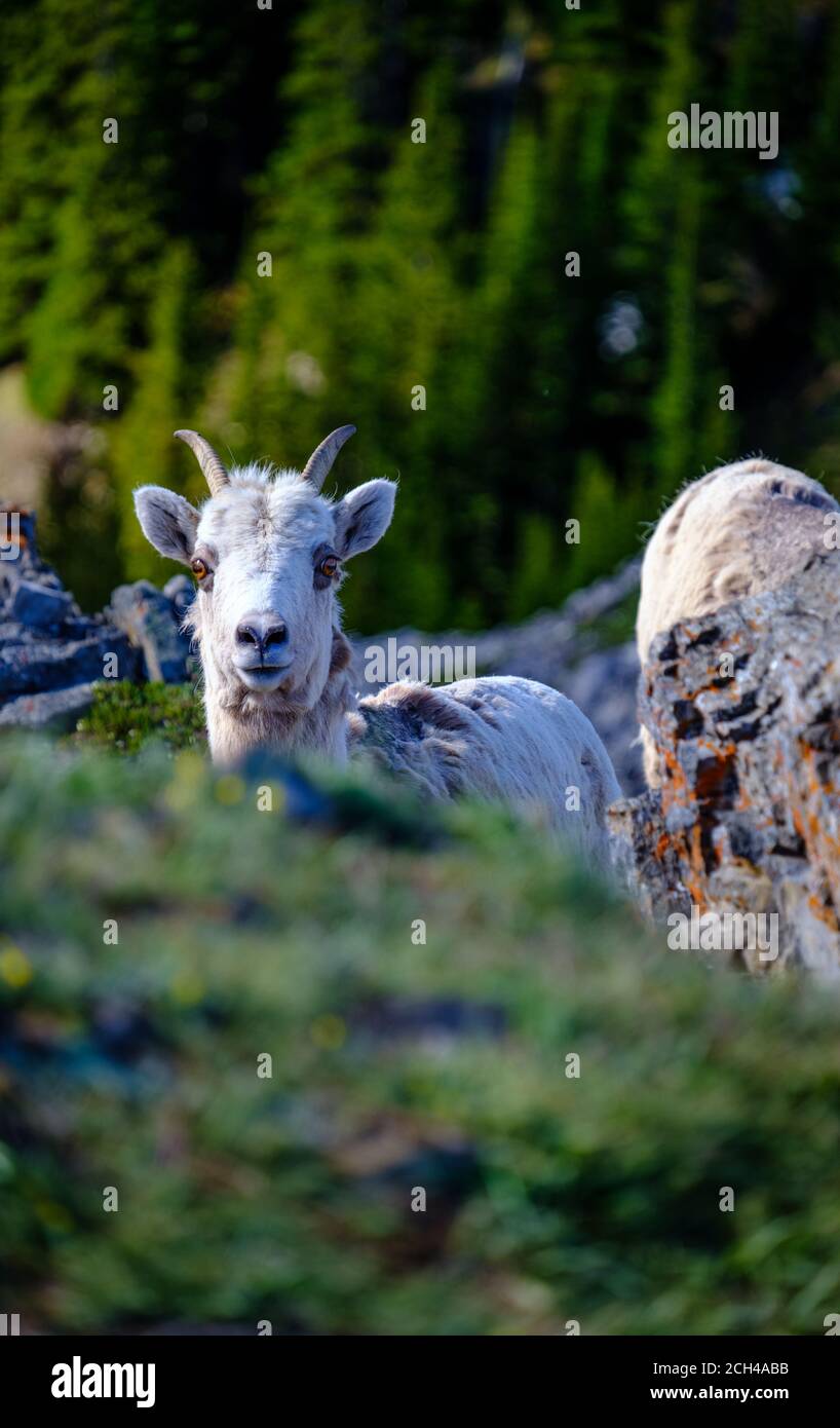 A Wild Mountain Goat Steering at the Camera, Banff National Park, Alberta, Canada Stock Photo