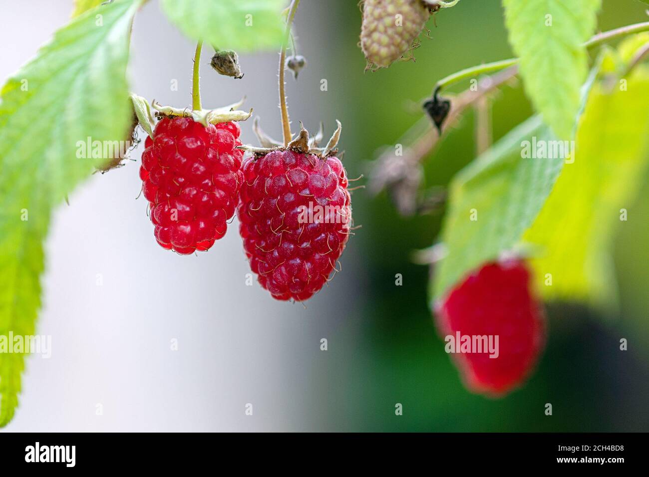 Red ripe raspberries growing in organic household cottage garden Stock Photo