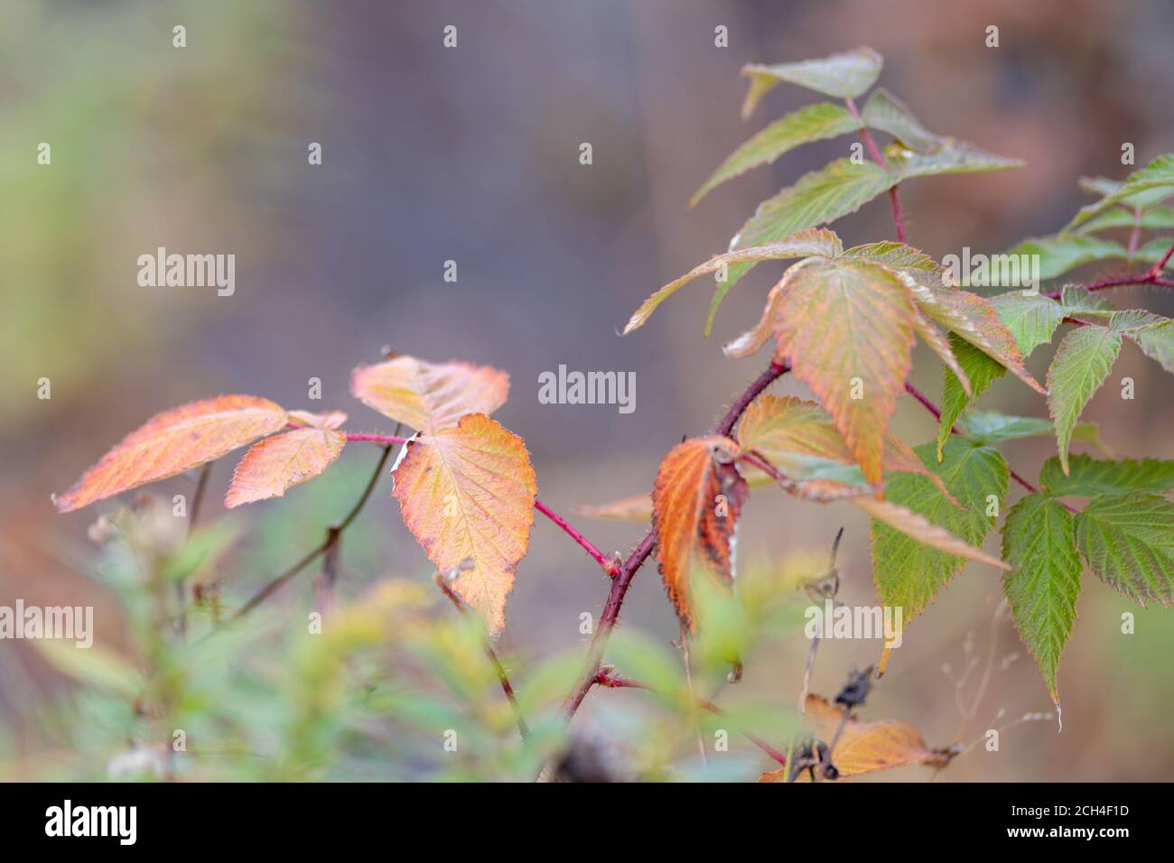 A close up of a cluster of green leaves and other autumn leaves changing colour to different shades of orange. The alder shrub has a very thin stalk. Stock Photo